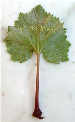  Leaf (Abaxial View)